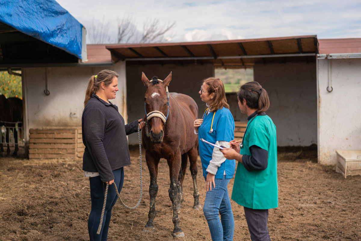 vet horse owner assistant