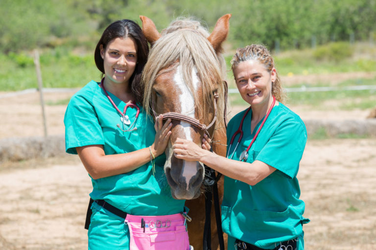 veterinarian technician at horse head