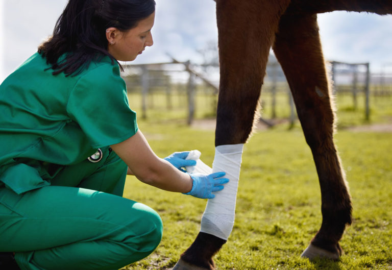 veterinarian woman bandaging horse leg