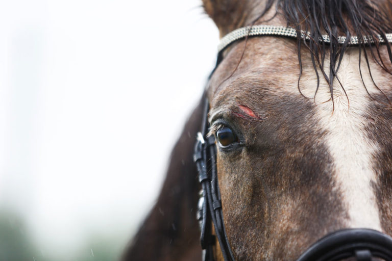 wound horse face above eye