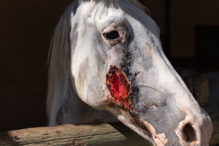 wound face gray horse