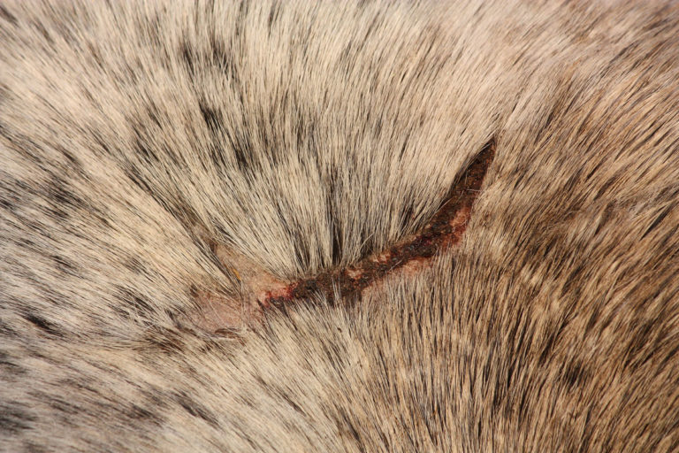 wound gray horse closeup