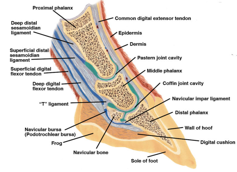 hoof anatomy