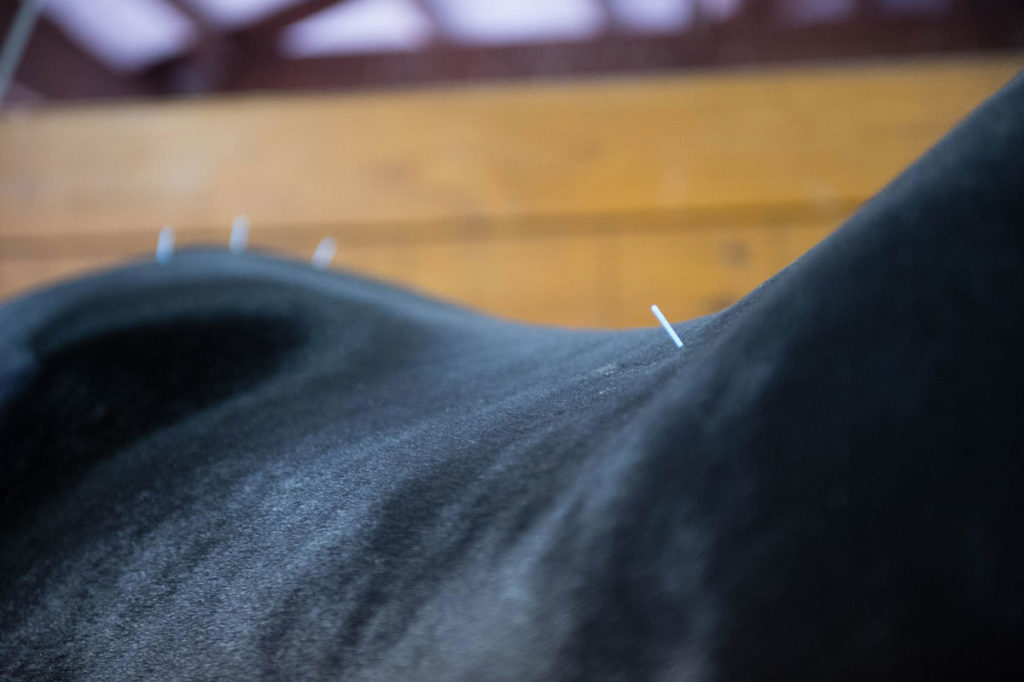 horse acupuncture back