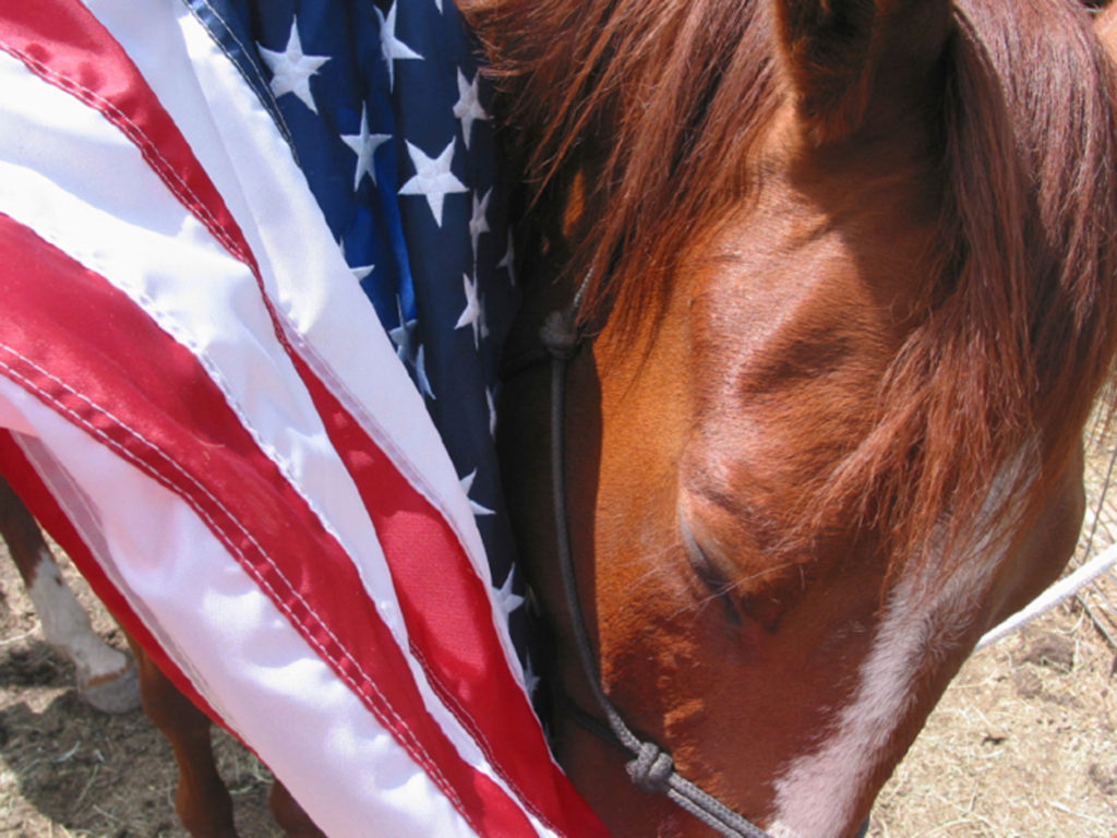 American flag horse