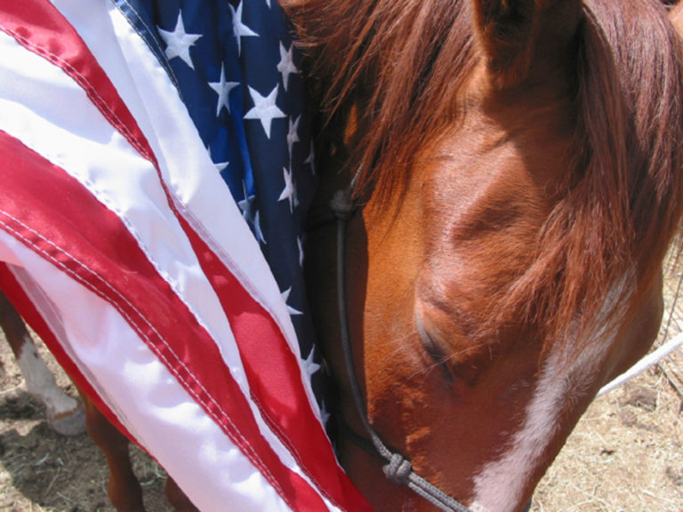 American flag horse