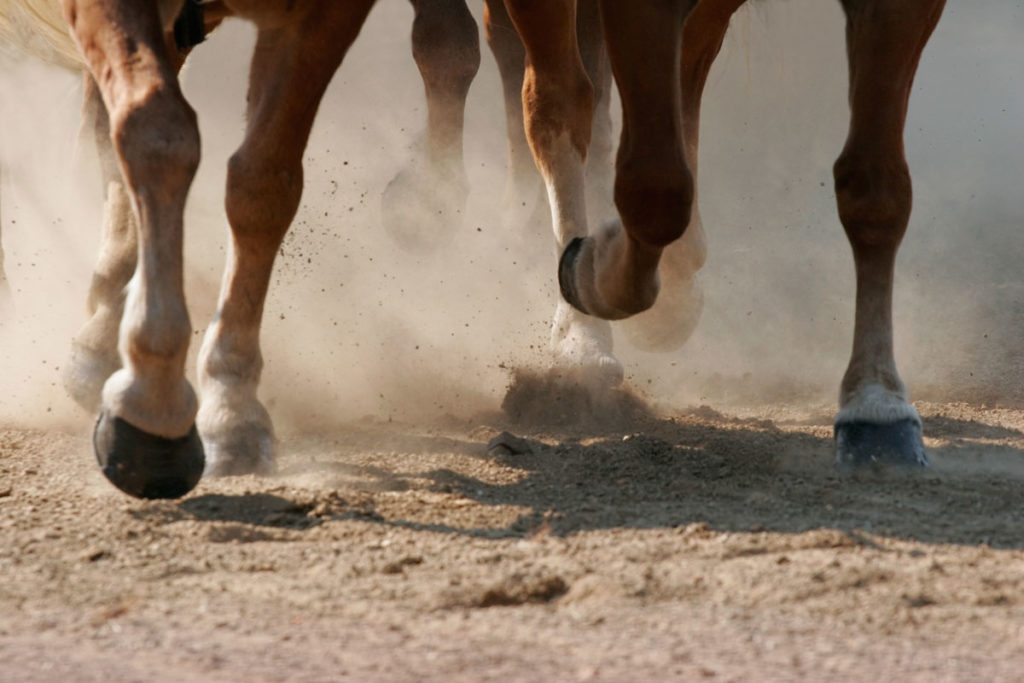 feet and legs of several horses