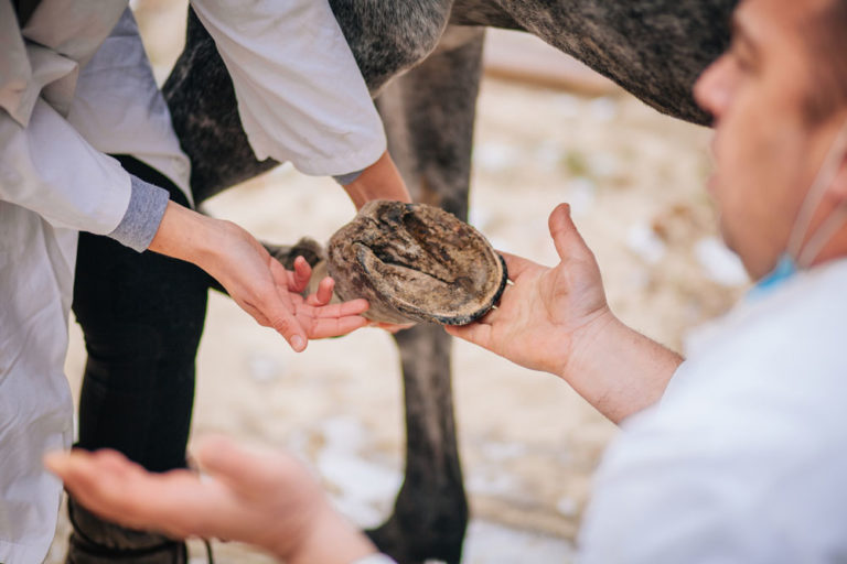 horse hoof veterinarians examining