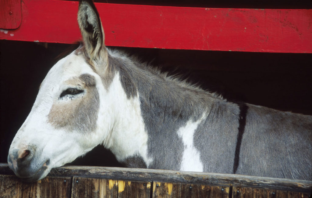 mule in stall