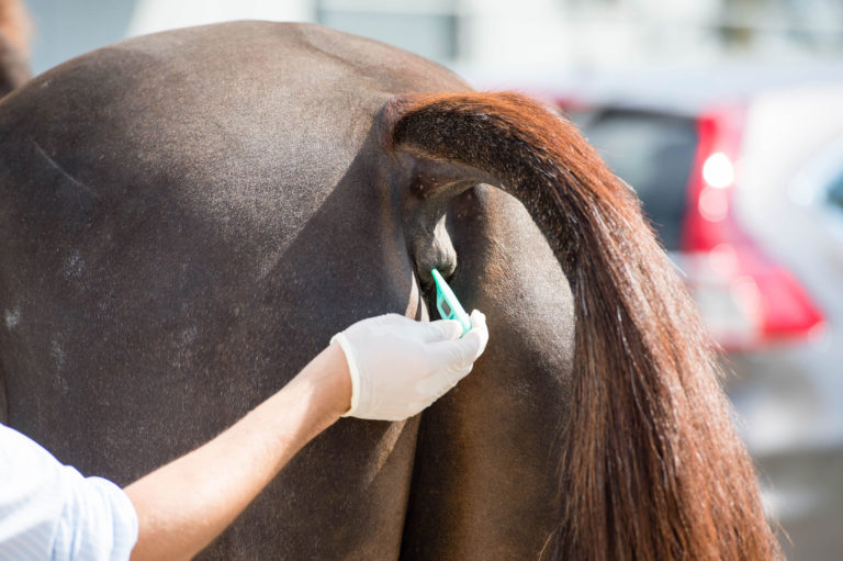 taking horse's rectal temperature
