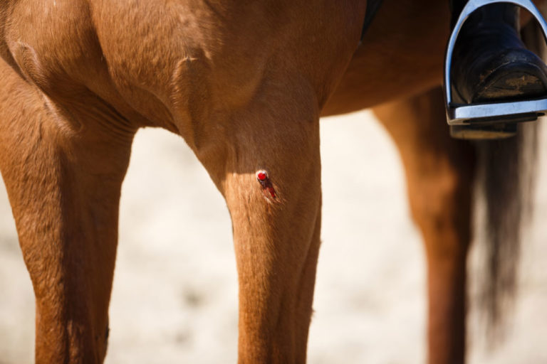 wound on horse leg