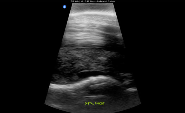 ultrasound horse PMCST