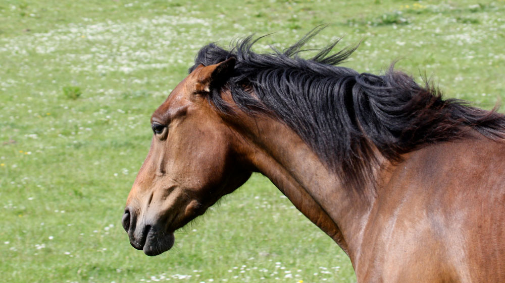grumpy horse head
Horse with ESGD