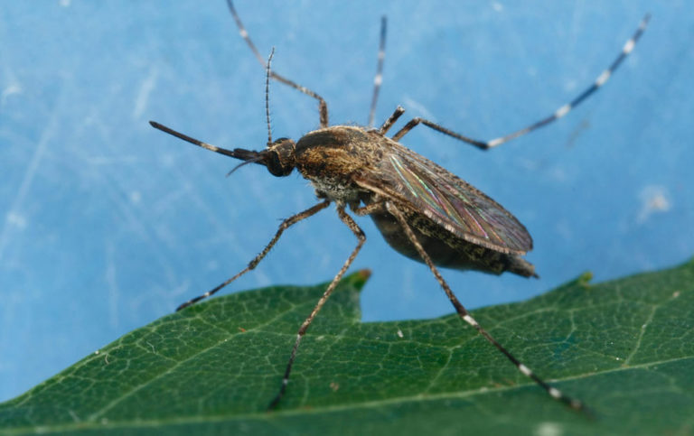 mosquito Culex tarsalis