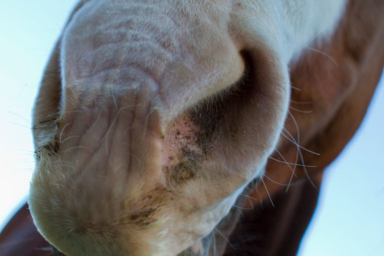 closeup of horse nose