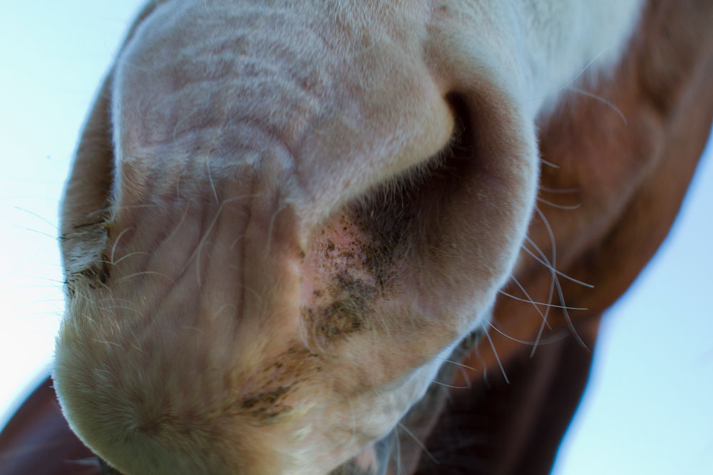 closeup of horse nose