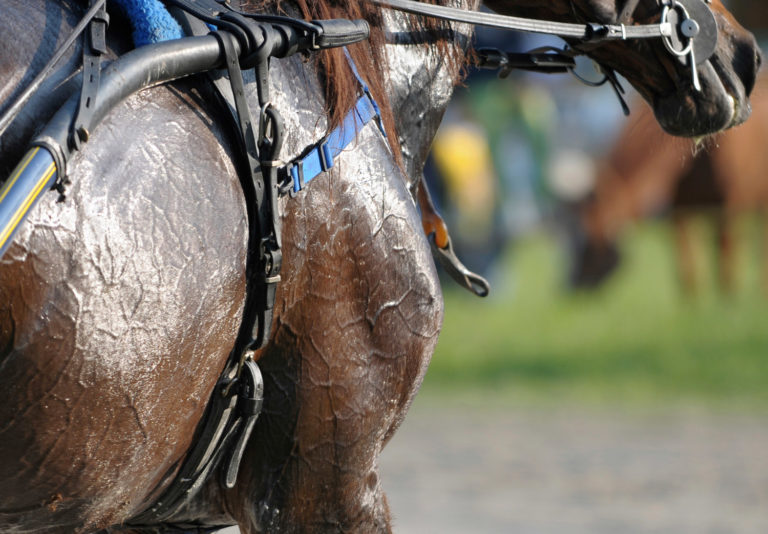 sweaty harness horse