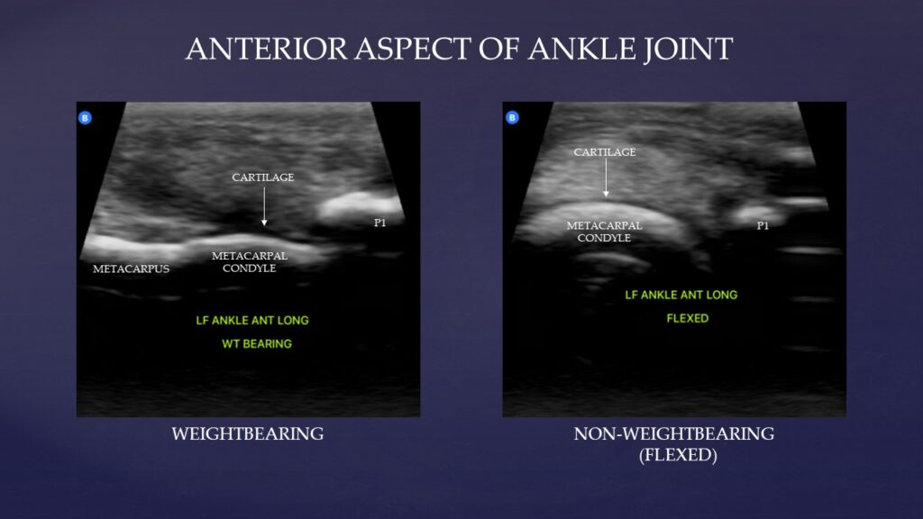 Butterfly ultrasound anterior ankle joint horse