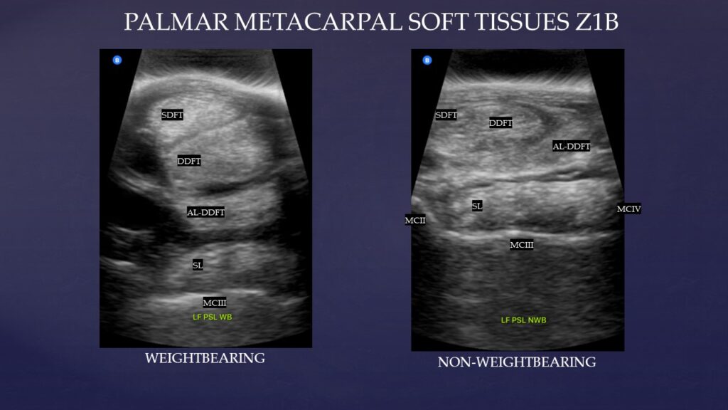 Butterfly ultrasound palmar metacarpal soft tissues horse