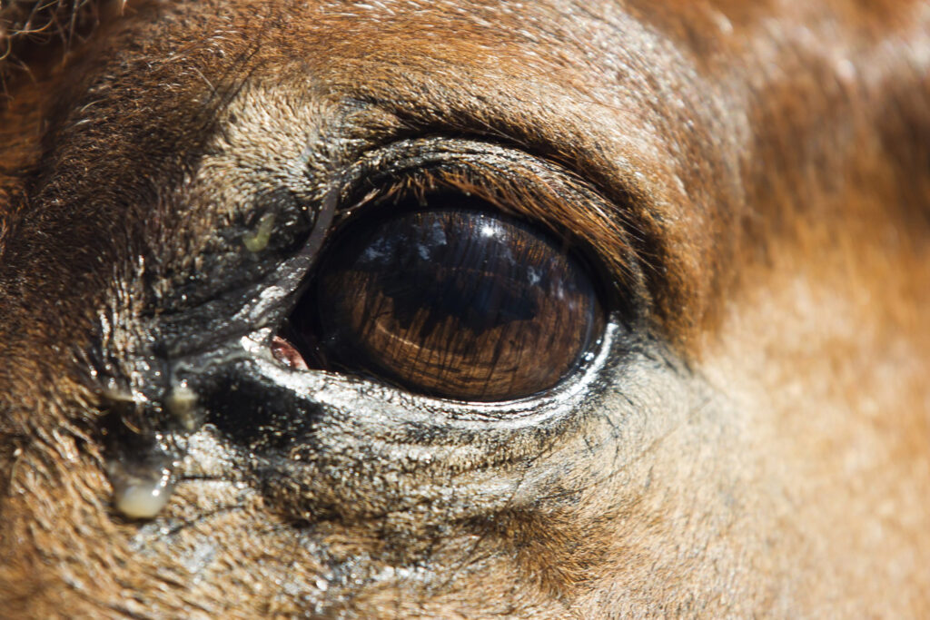 horse eye tears
