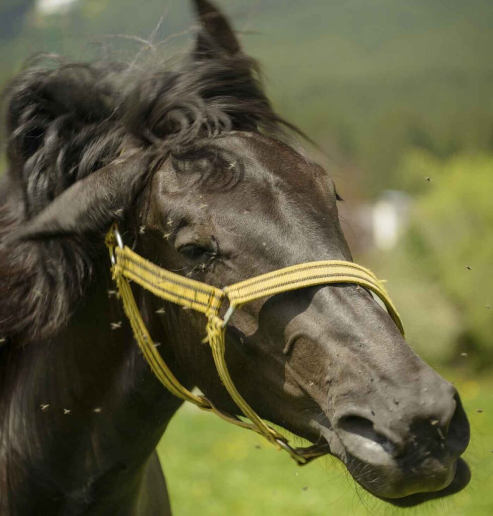 horse shaking head flies