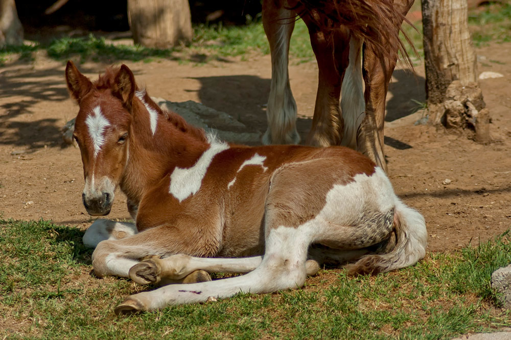 sick paint foal lying down