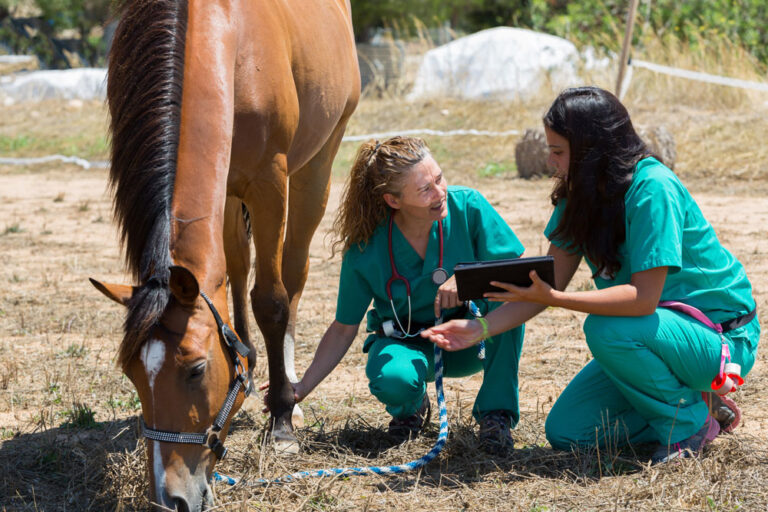 horse veterinarian assistant