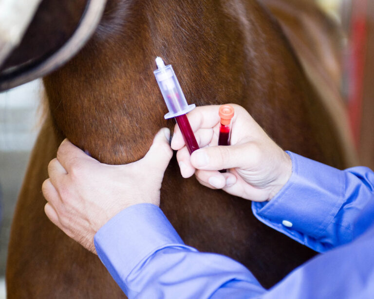vet taking blood sample from horse for testing