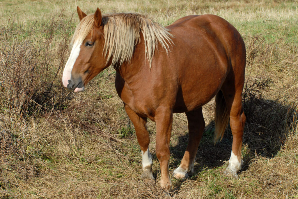 fat horse in field