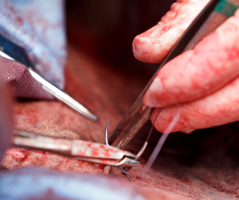vet stitching horse wound