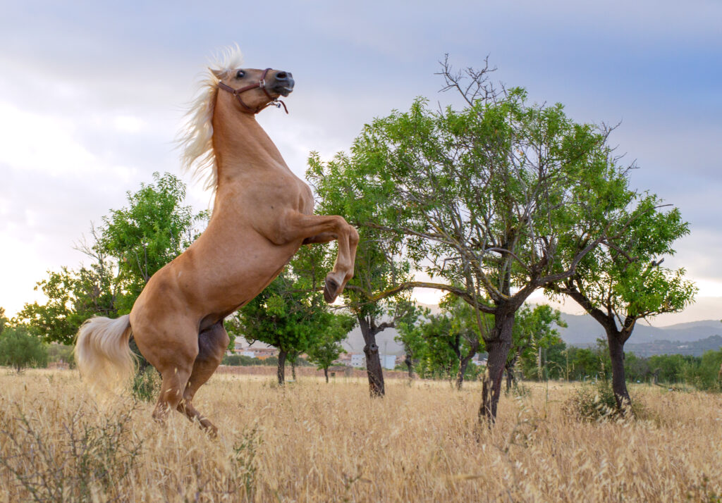 Palomino Andalusian stallion rearing in front of a tree. 