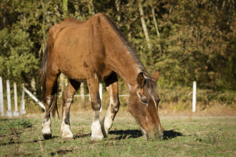 Old horse grazing