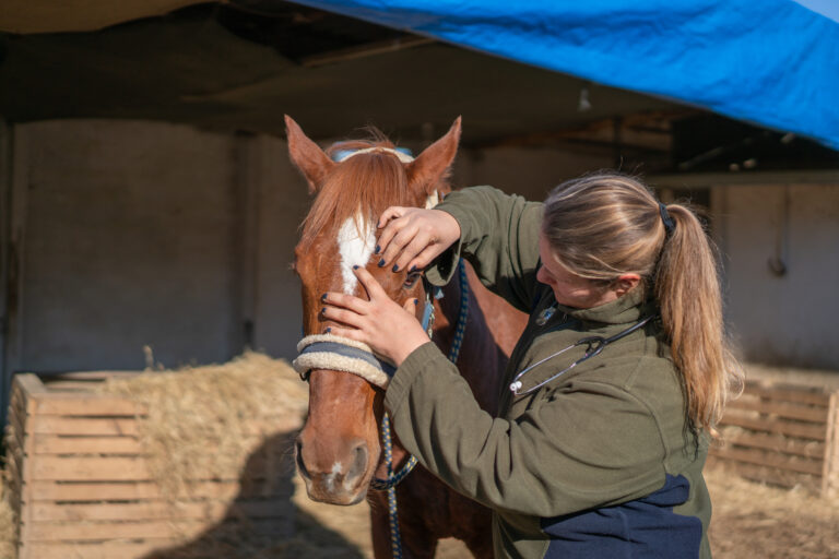 Veterinary horses on the farm conducting a review in one eye