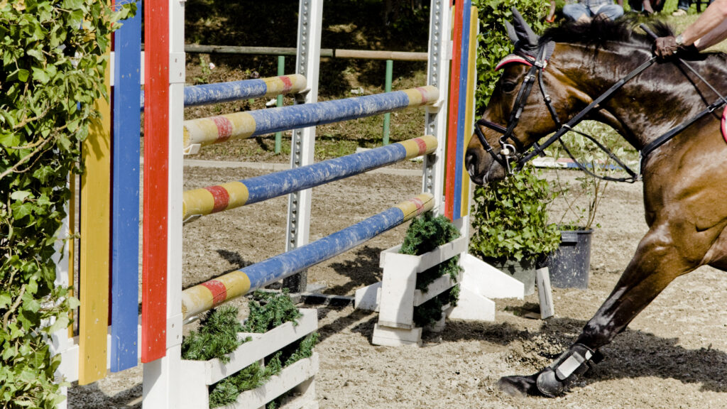 A horse stopping before a jump.