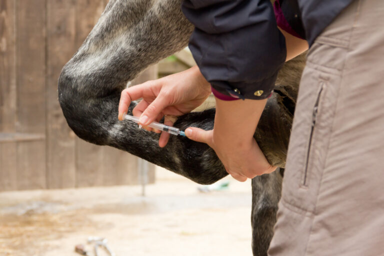 Veterinarian injects a horse's fetlock