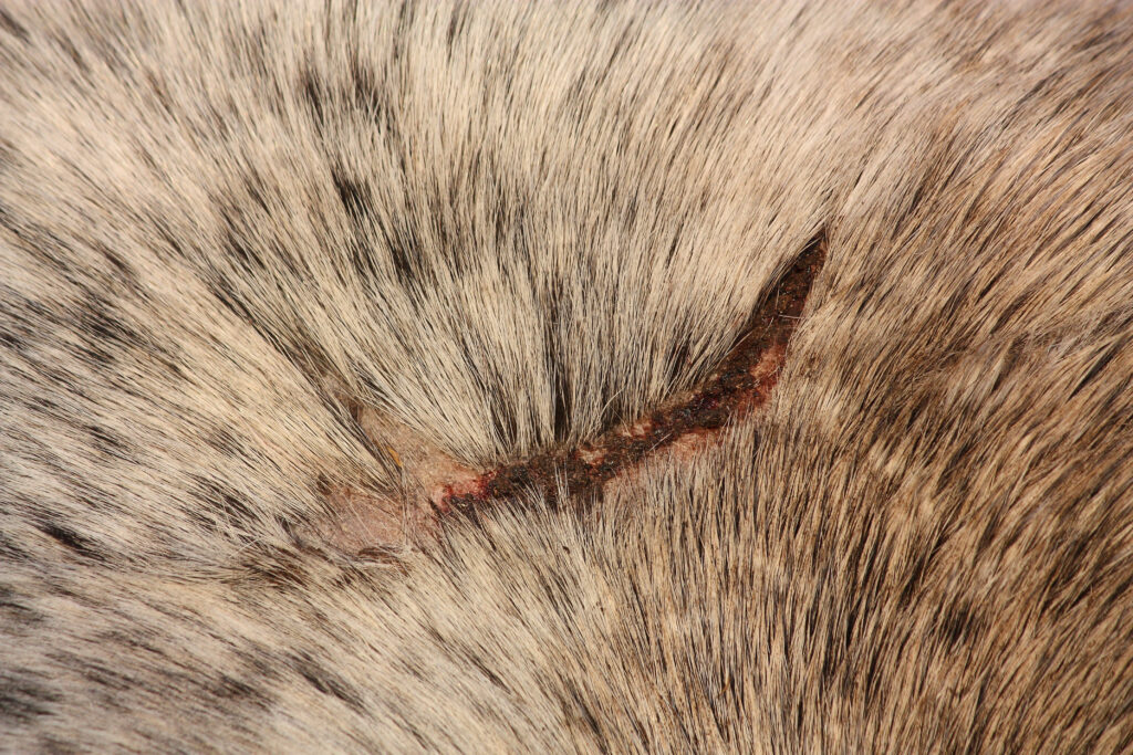 A closeup of a wound on a grey horse, which may have a biofilm present.