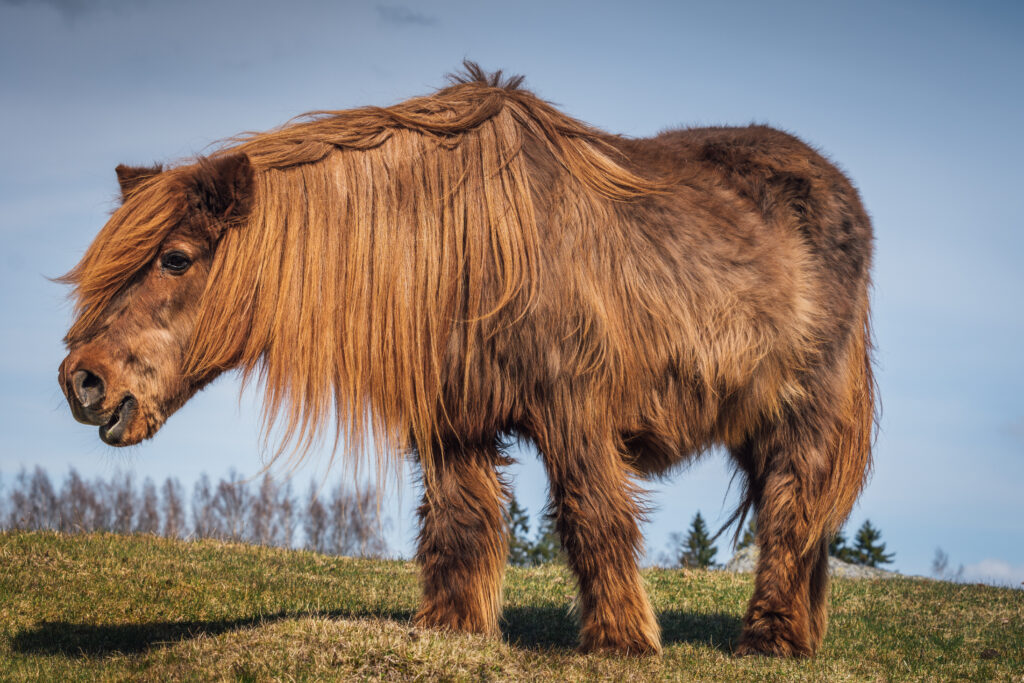 A horse with a long coat showing signs of PPID. 