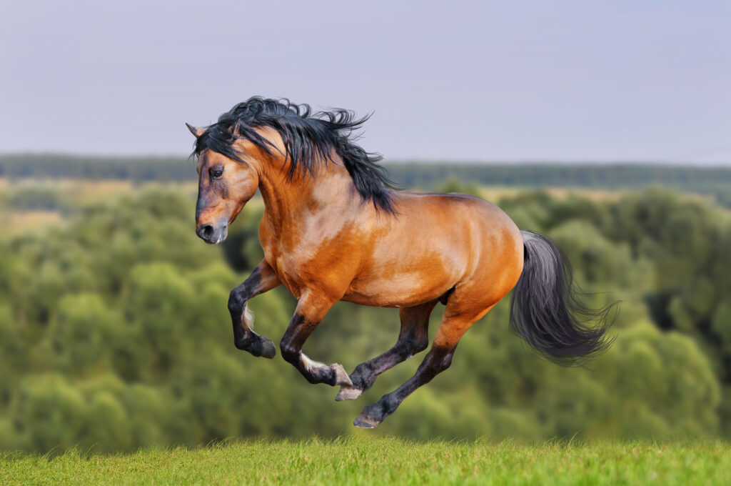 A lusitano horse gallops through a field. 