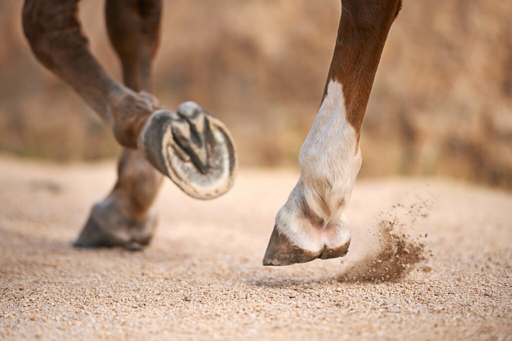 Closeup of trotting horse's hooves