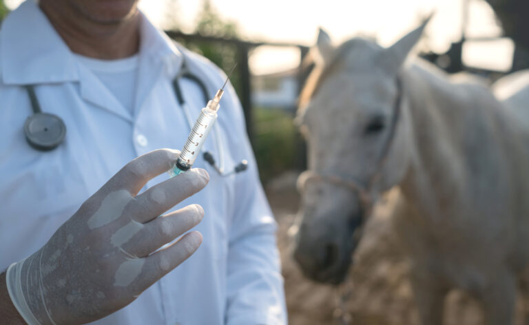 Veterinarian working at a horse farm holding a vaccine