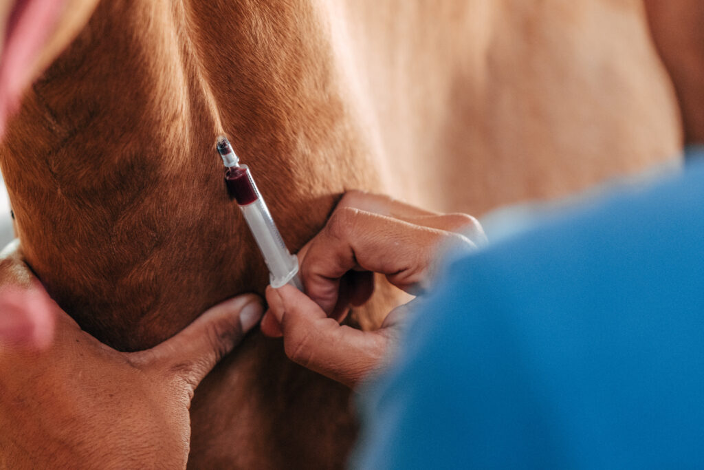 Blood draw on a horse