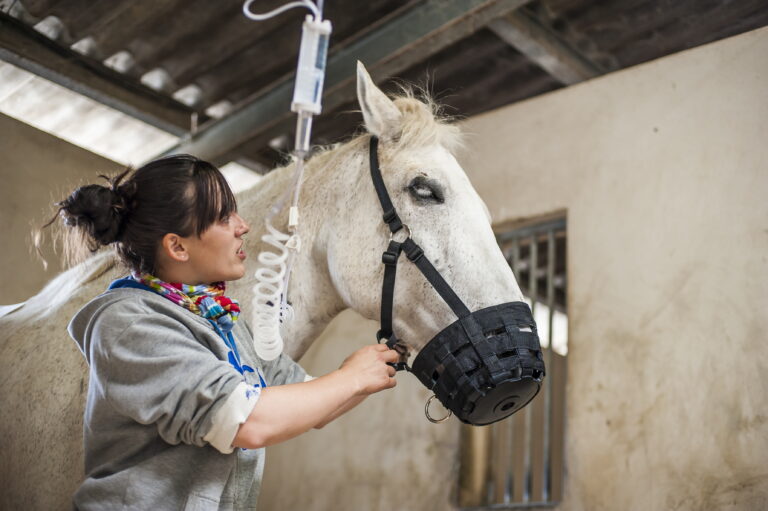 colic-gray-horse-hospital-fluid-muzzle-140610304_ABFa4