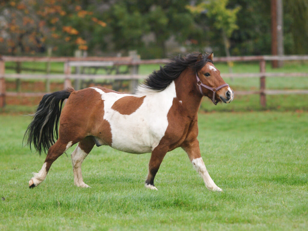 A small but overweight pony runs through a grass paddock.