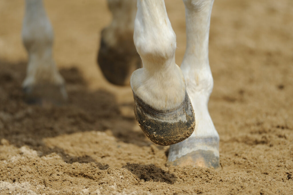 Close-up of horse's hooves as it trots across an arena surface.