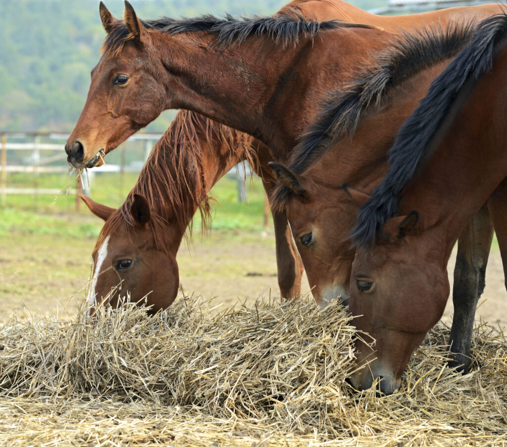 slow feeders for horses