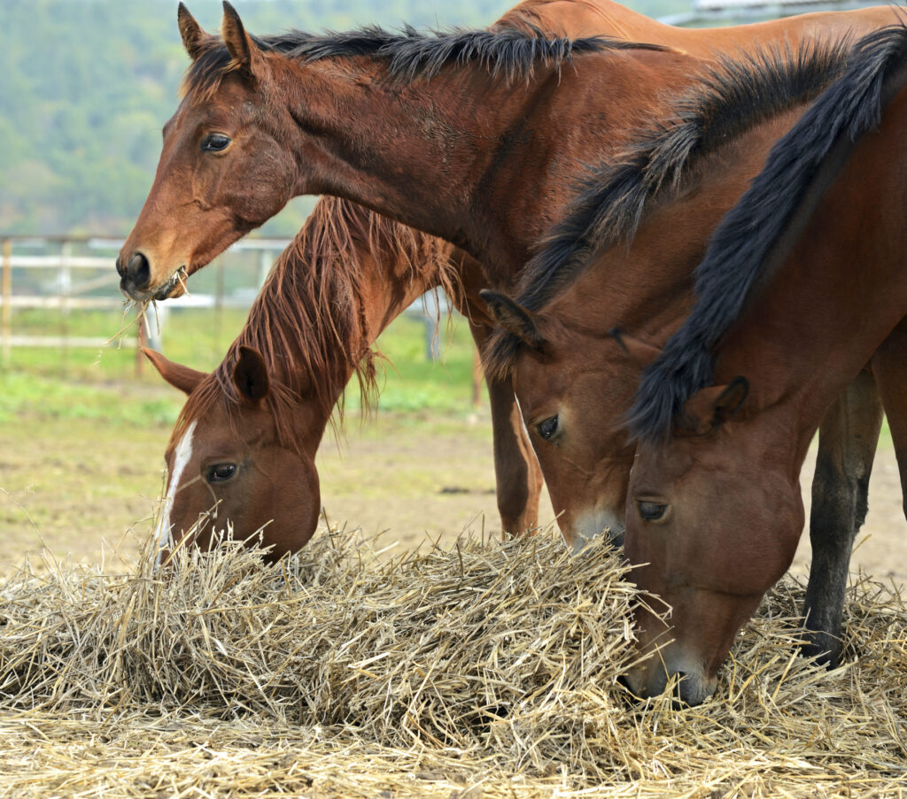Four young horses eat hay off the ground outside. 