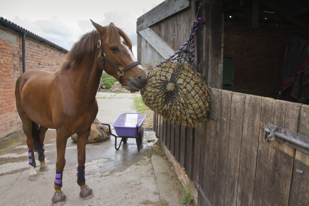 A horse eats hay out of a haynet, a type of slow feeder.