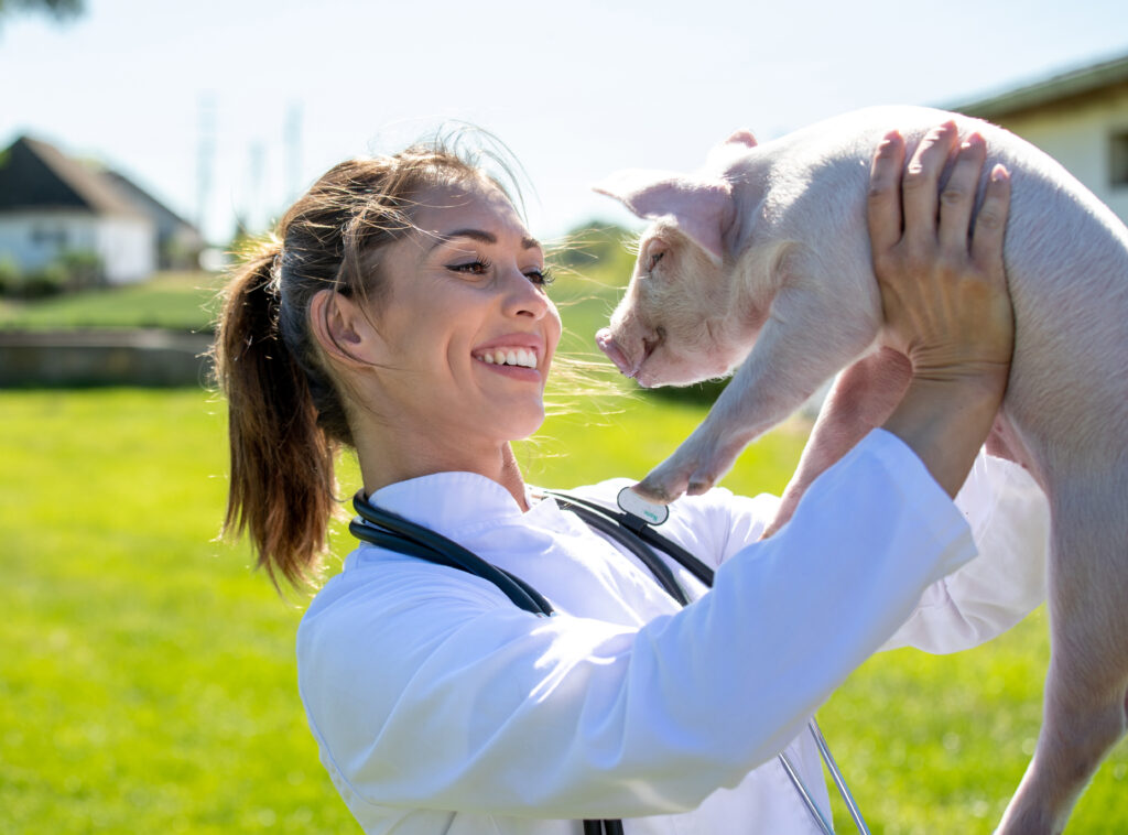 Young woman doctor wearing lab coat smiling at piglet. Veterinarian holding pig after examination. Equine veterinary co-ops may require vets to work with other species.