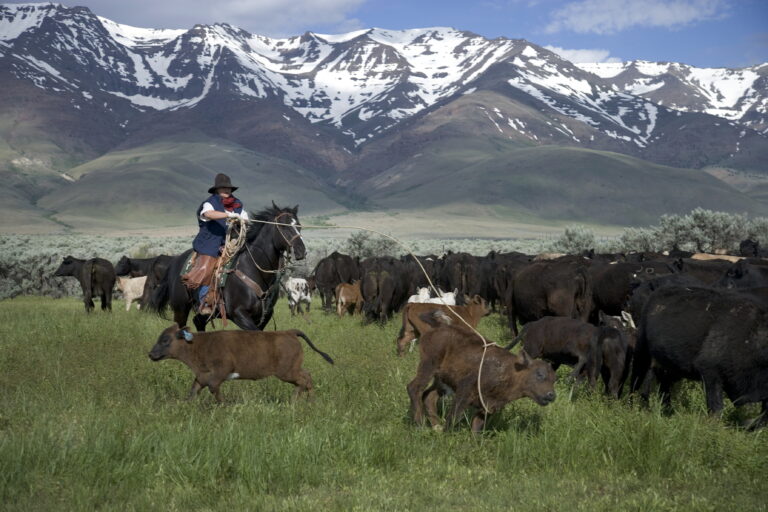 Woman roping calf in mountains
