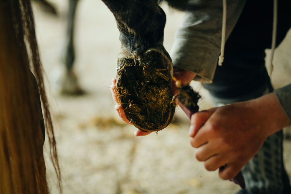 cleaning horse hoof with thrush